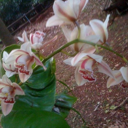 Curtis Cottage Mount Tamborine Luaran gambar