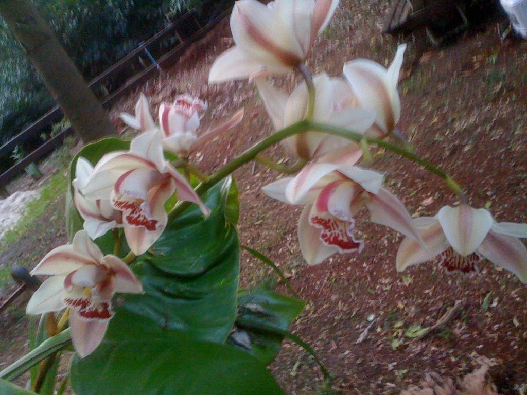 Curtis Cottage Mount Tamborine Luaran gambar